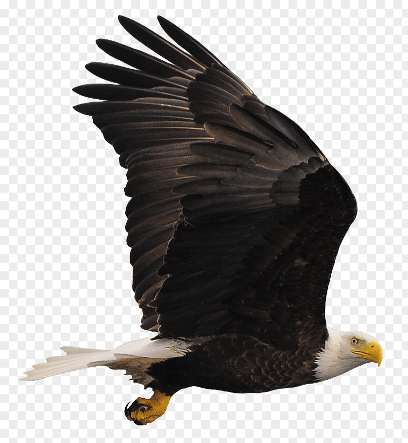 Eagle Bald Buzzard Hawk Vulture PNG