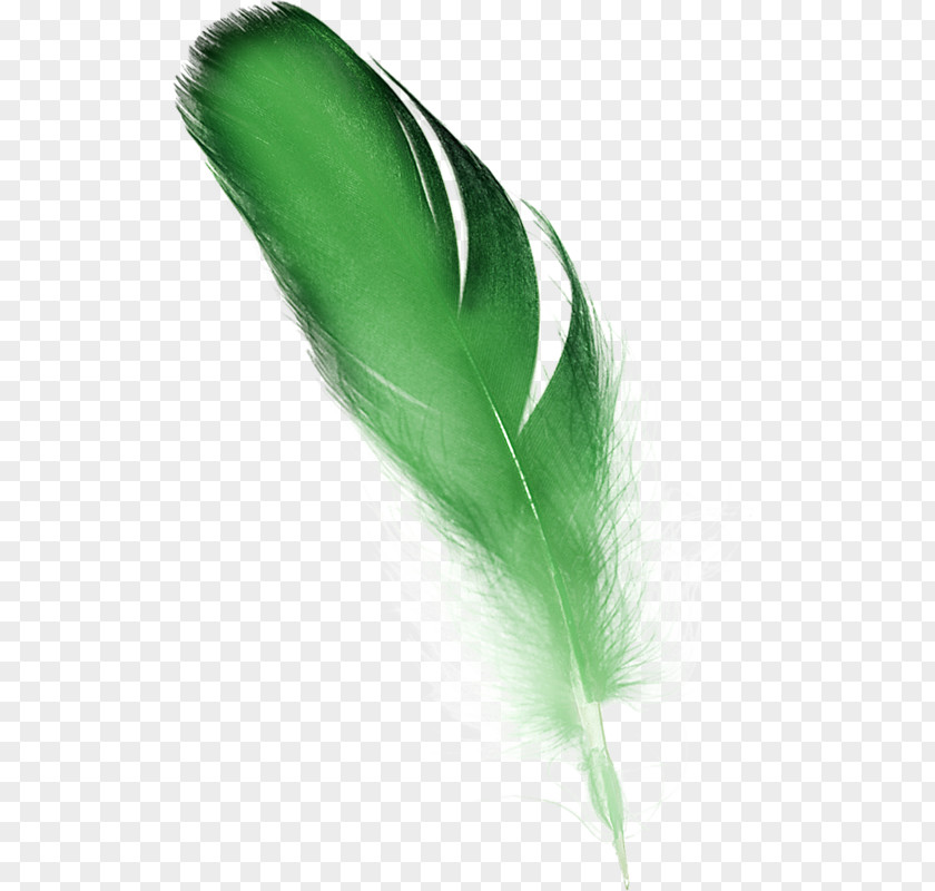 Feather Green Clip Art PNG