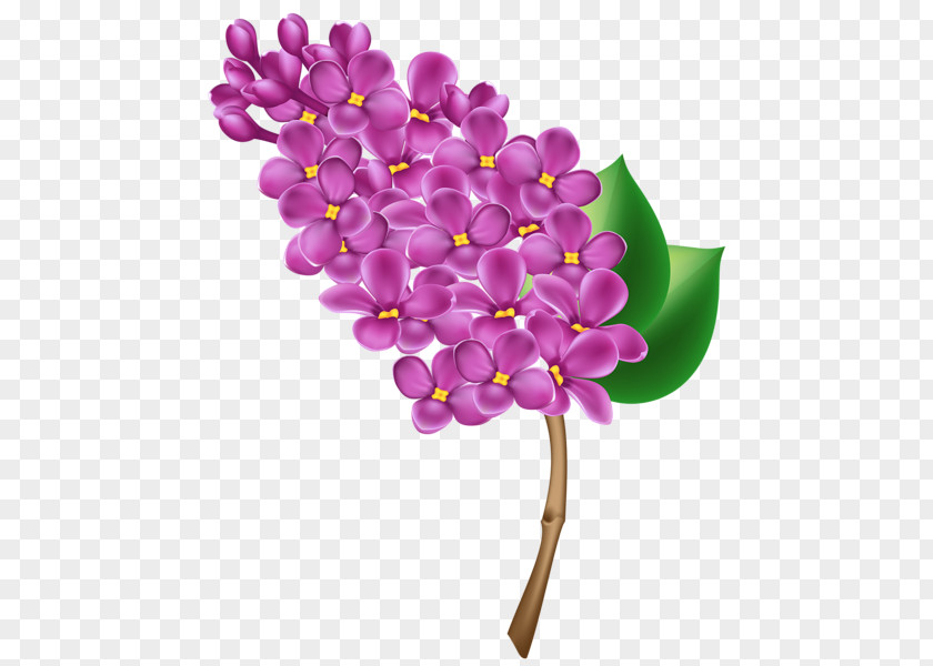 Floral Lilac Common Clip Art PNG