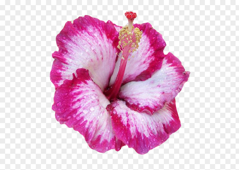 Flower Hawaiian Hibiscus Pink Flowers Common Shoeblackplant PNG