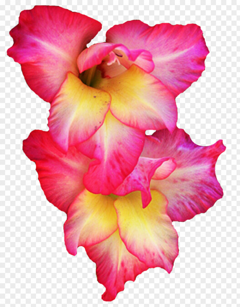 Gladiolus Pic Flower Clip Art PNG