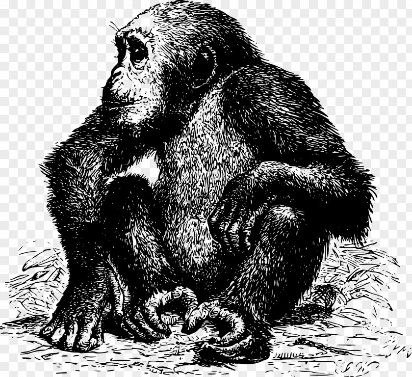 Gorilla Vector Africa Ape Chimpanzee Pixabay PNG