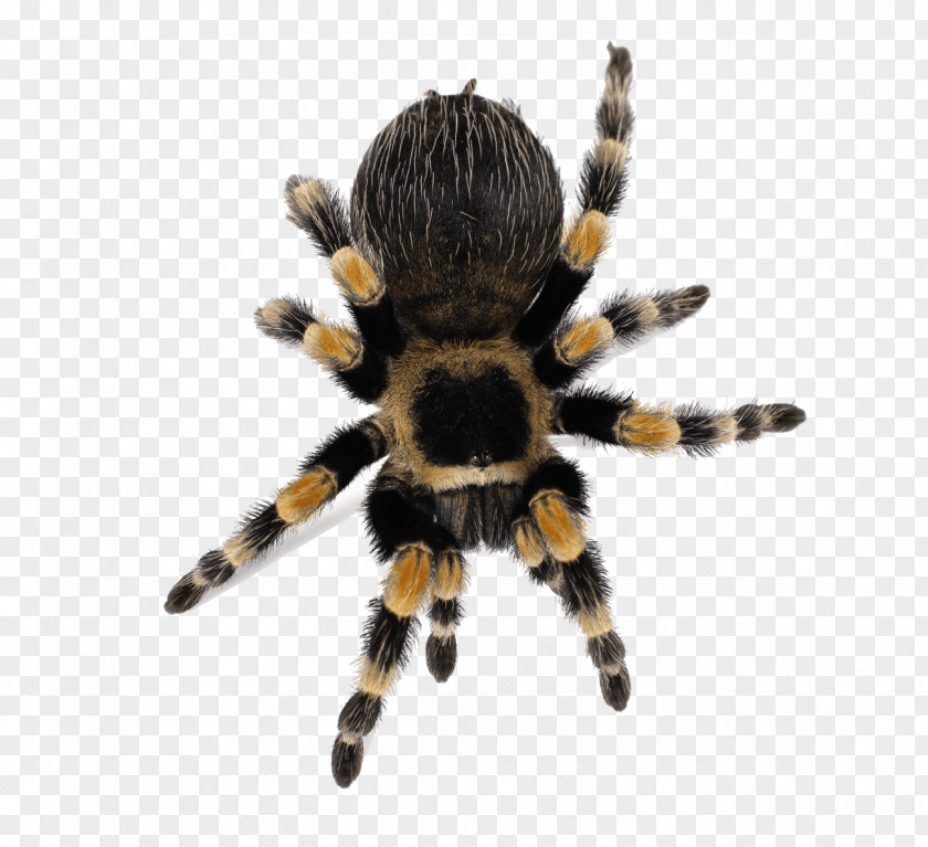 Just Cause Video Tarantula Low-definition Television PNG