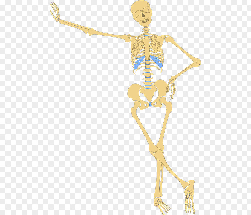 Skull And Bone Human Skeleton Body Clip Art PNG