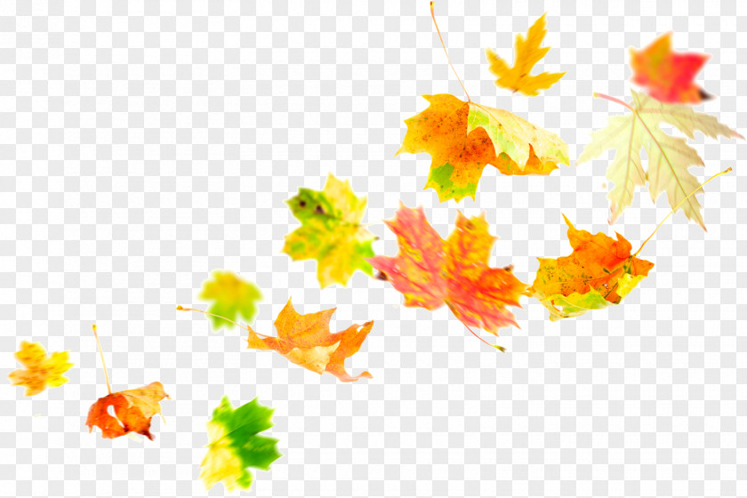 Falling Autumn Leaf Color Maple PNG