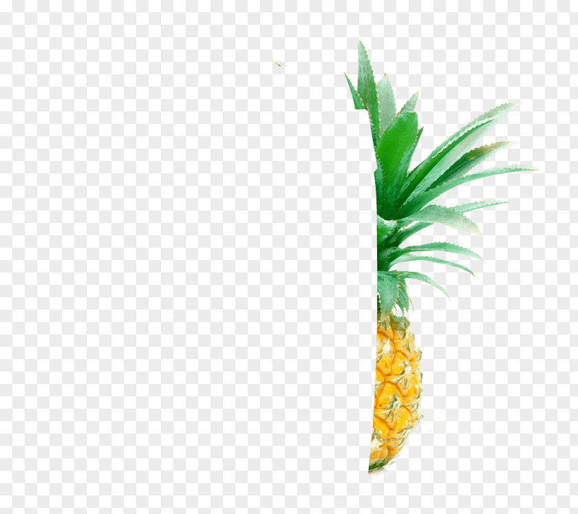 Pineapple Coconut Flowerpot Grasses Plant Stem PNG
