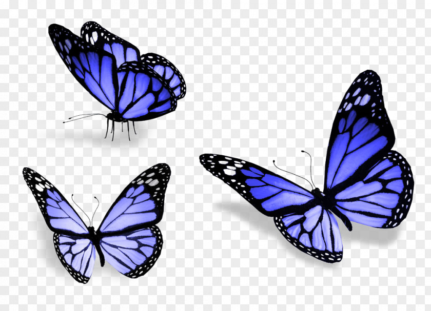 Three Butterfly Stock Photography Royalty-free Wallpaper PNG