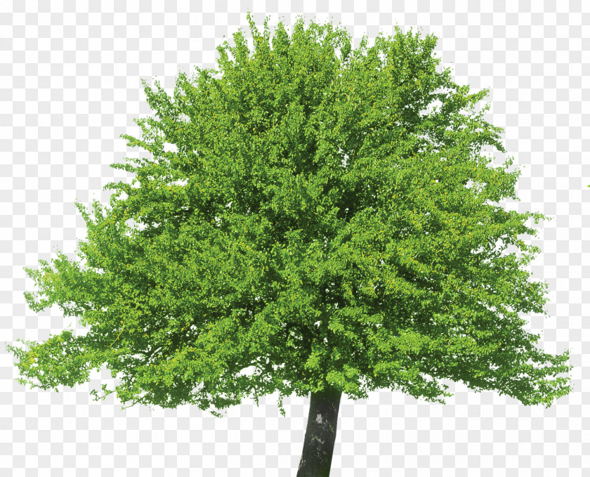 Tree Stock Photography Honey Locust Argan PNG