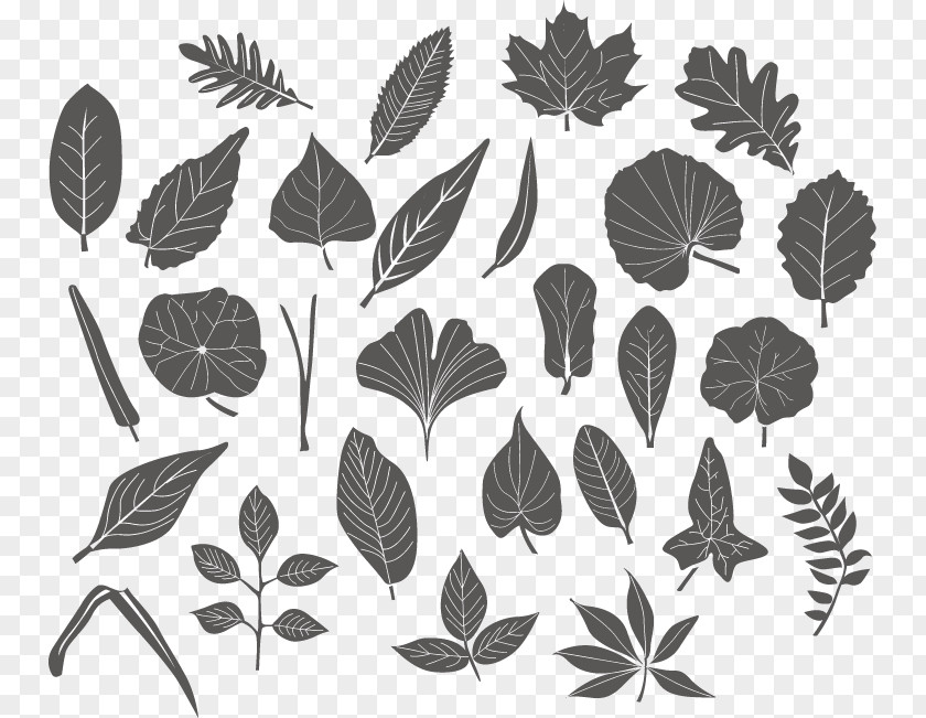 Vector Leaf PNG