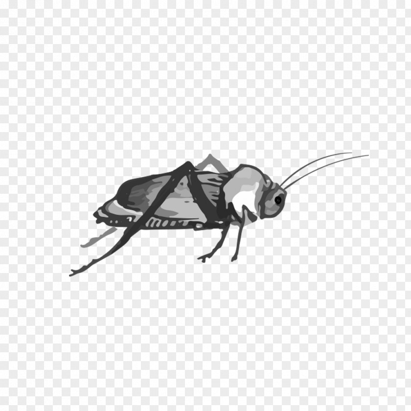 Watermelon Grasshopper Cockroach Insect PNG