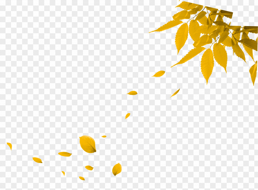 Autumn Leaves Leaf PNG