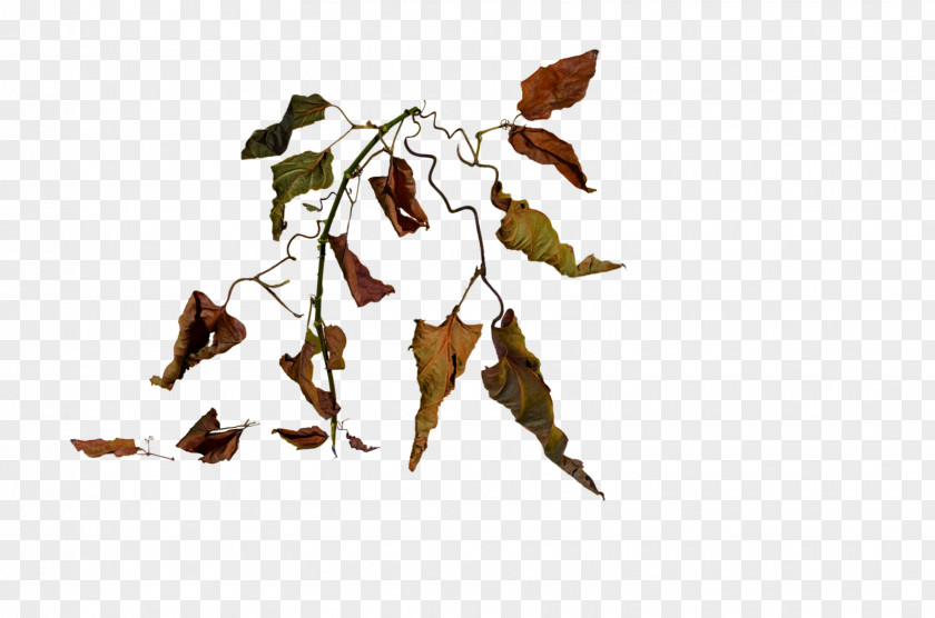 Leaves Wilting Plant Flower PNG