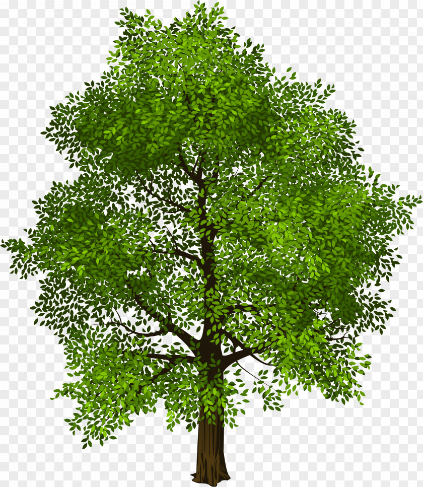 Small Trees Transparent Vector Graphics Tree Clip Art Design PNG