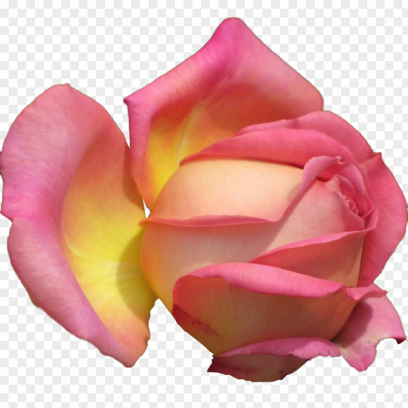 Background Roses Garden Cabbage Rose Floribunda Petal PNG