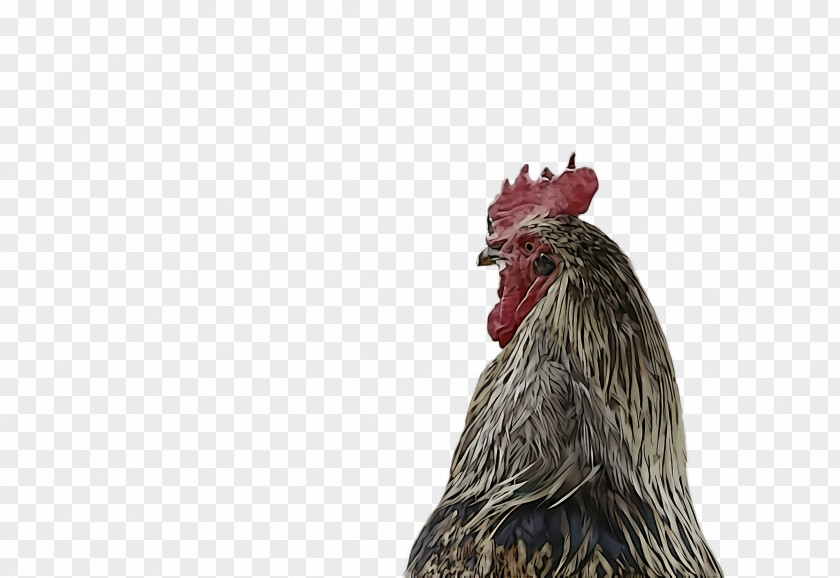 Chicken Rooster Bird Comb Beak PNG