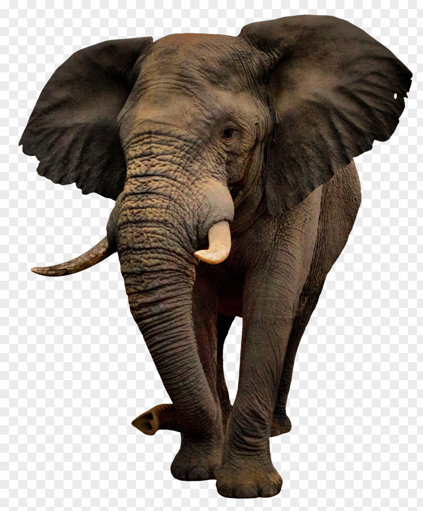 Elephants African Bush Elephant PNG