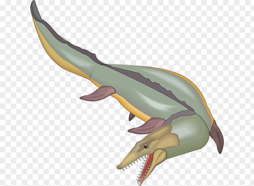 Fish Tail Animal Marine Mammal Biology Dinosaur PNG