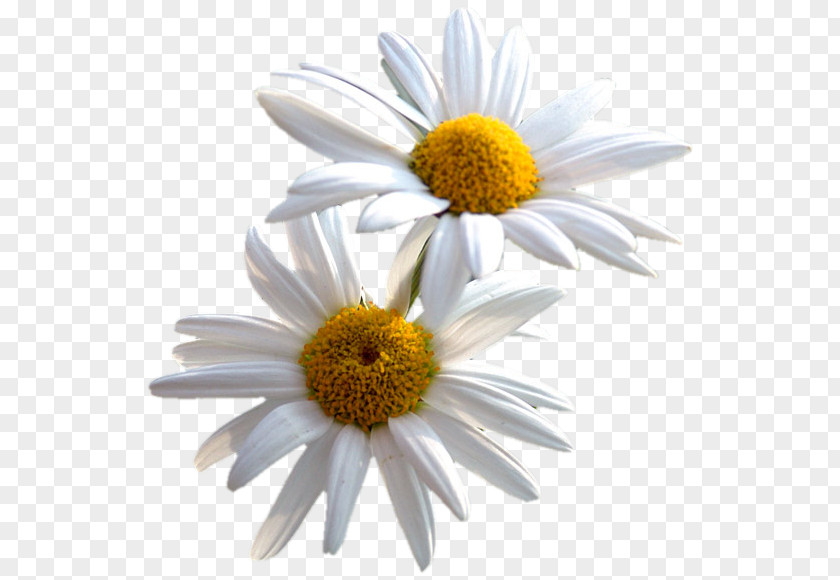 Flower Common Daisy Desktop Wallpaper PNG
