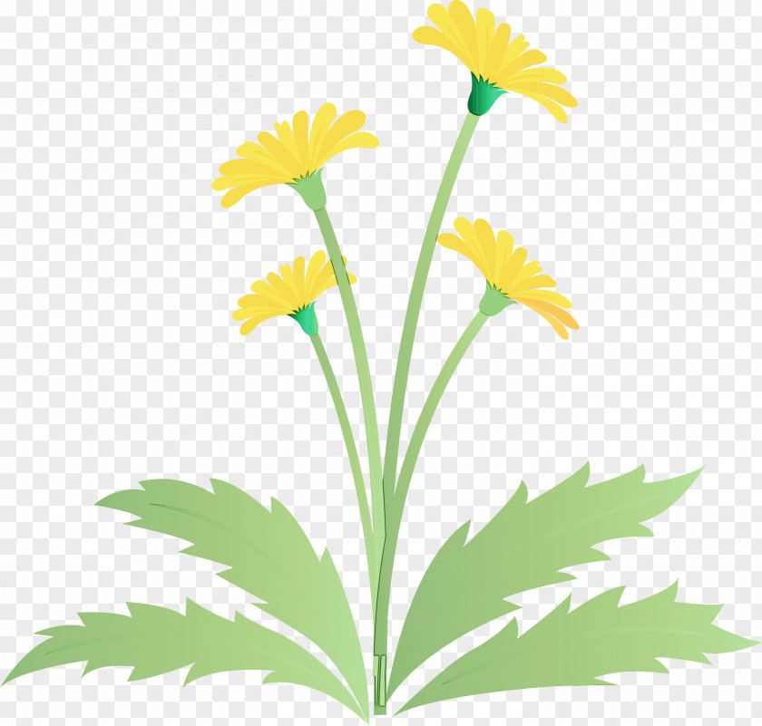 Flower Plant Yellow Chamomile Dandelion PNG