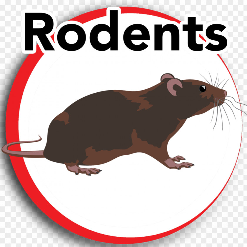 Rats Pests Rat Gerbil Rodent Clip Art House PNG