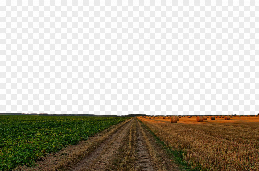 Wheat Field Farm Road Crop Sky PNG