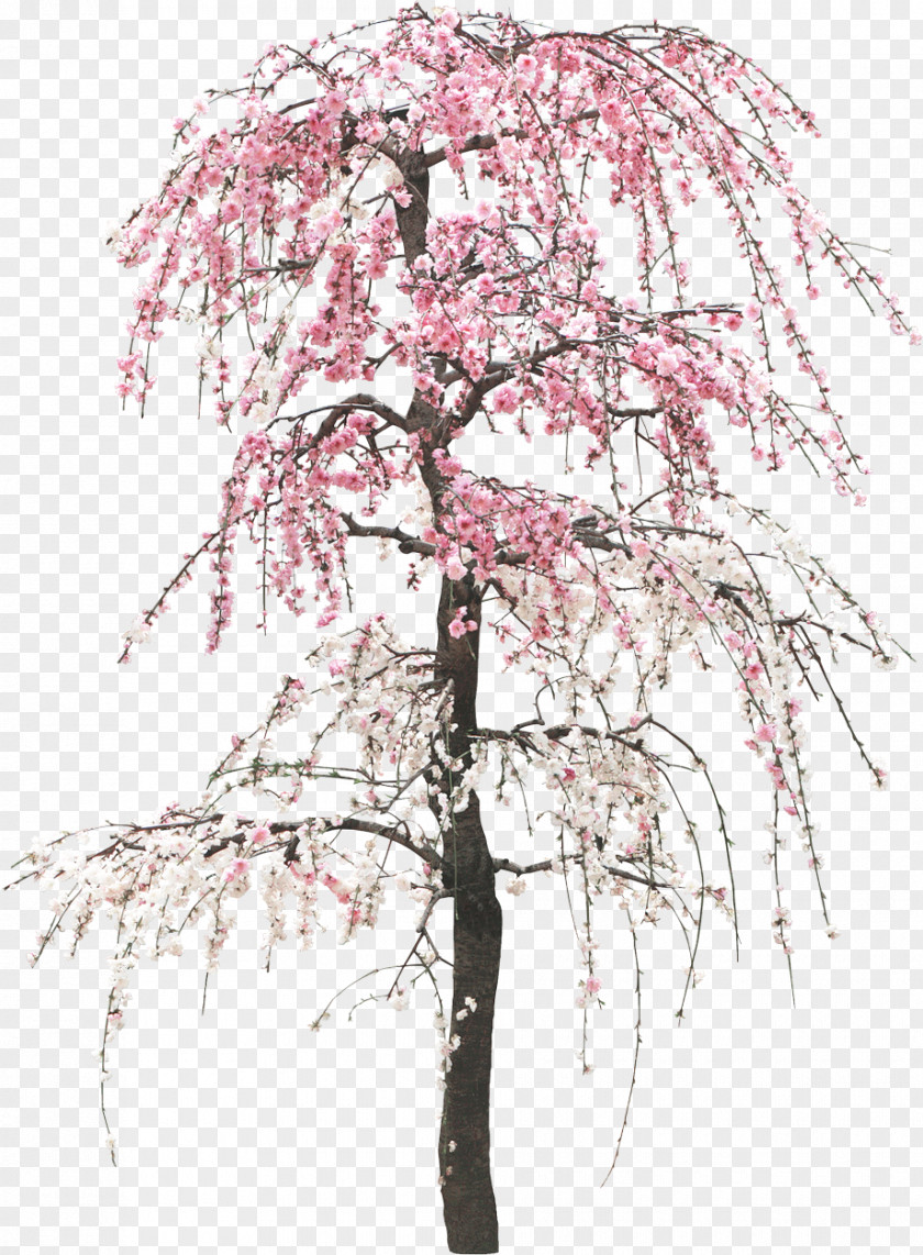 Chinoiserie Tree Preview Clip Art PNG