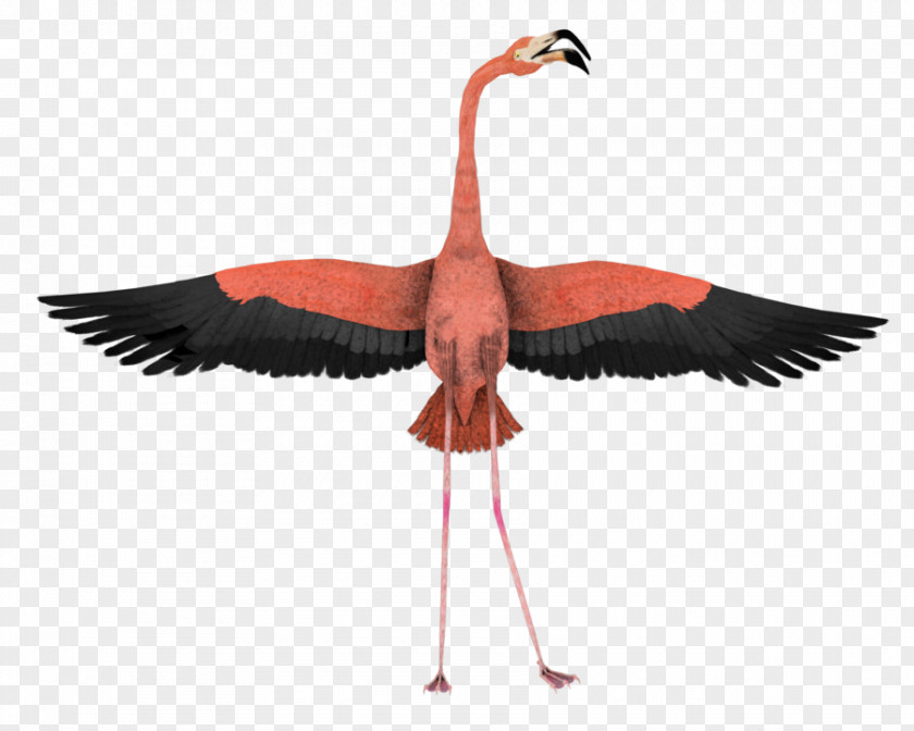 Flamingo Water Bird Wing Animal PNG