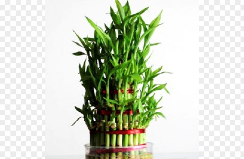 Lucky Bamboo Houseplant Flowerpot PNG