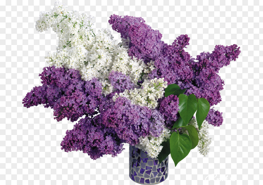 Multi Color Common Lilac Flower Desktop Wallpaper PNG