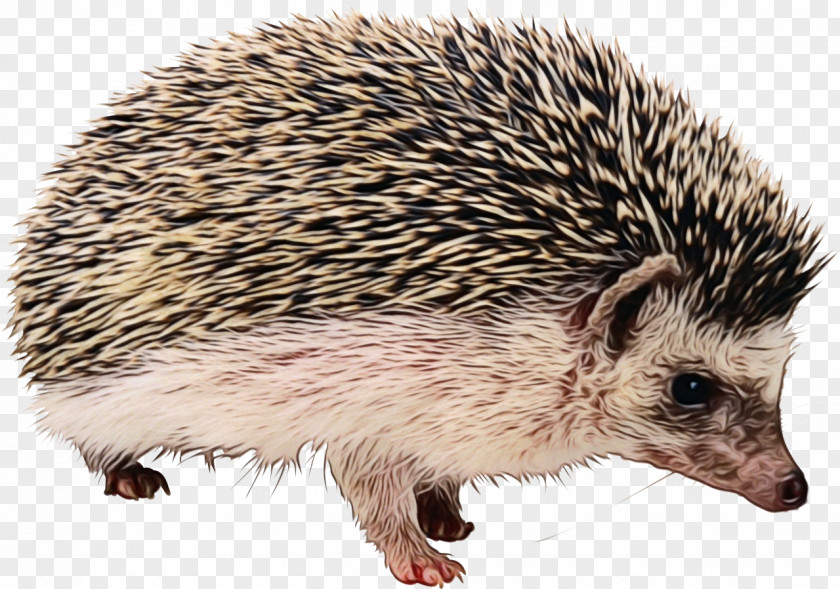 New World Porcupine Snout Erinaceidae Hedgehog Domesticated Terrestrial Animal PNG