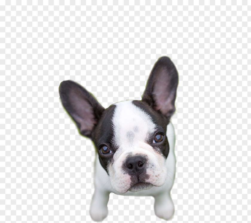 Puppy French Bulldog Toy Boston Terrier Dog Breed PNG