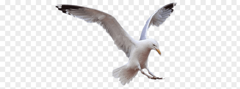 Seagull Landing PNG Landing, white seagull bird clipart PNG