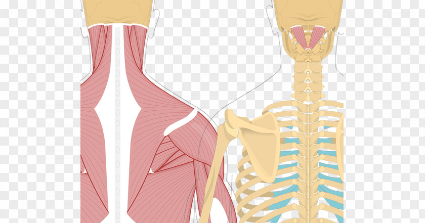 Splenius Capitis Muscle Muscles Semispinalis Cervicis Rectus Posterior Major PNG