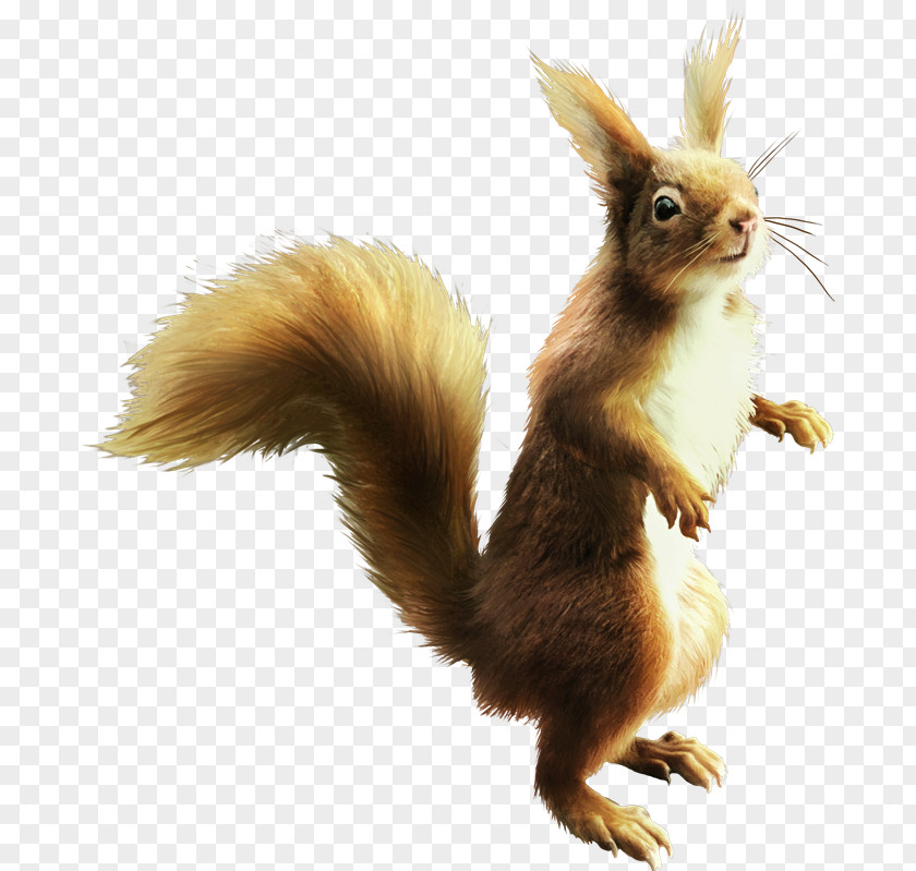 Tail Eurasian Red Squirrel PNG