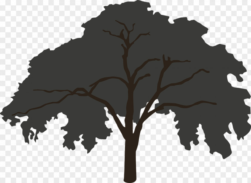Tree Fell From The Maple Ulmus Americana Cottonwood PNG