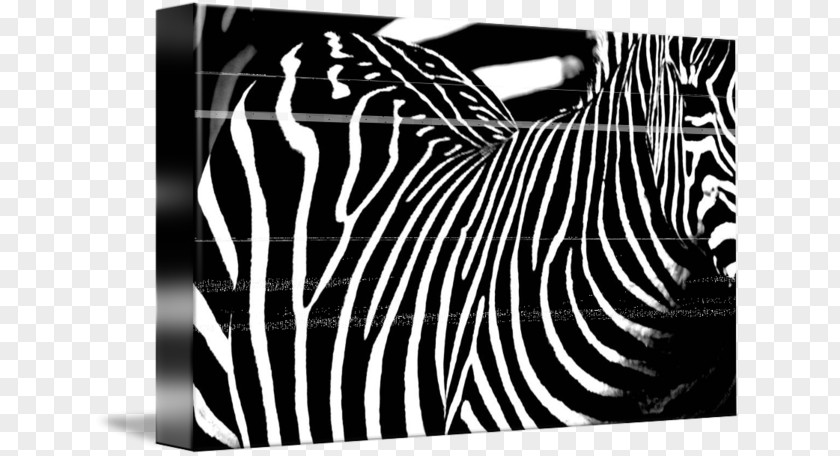 Animal Stripes Zebra Brand Photography PNG
