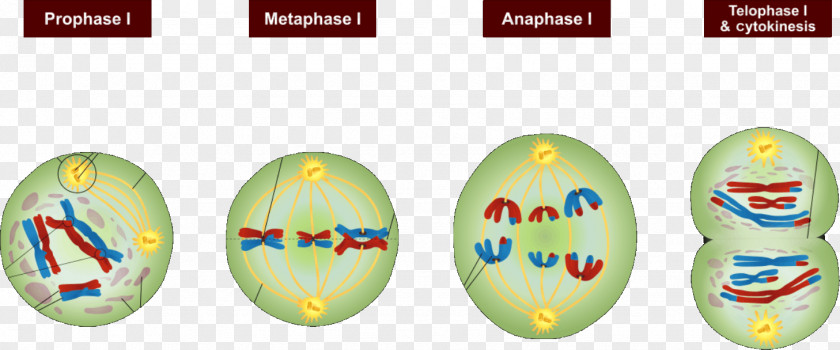 Cell Division Meiosis Mitosis Prophase Interphase PNG