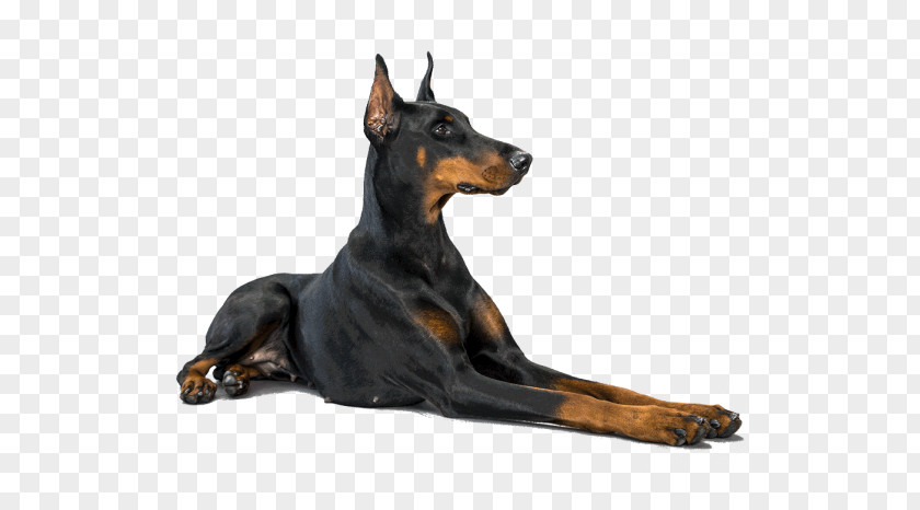 Dobermann German Pinscher Miniature Rottweiler Shepherd PNG