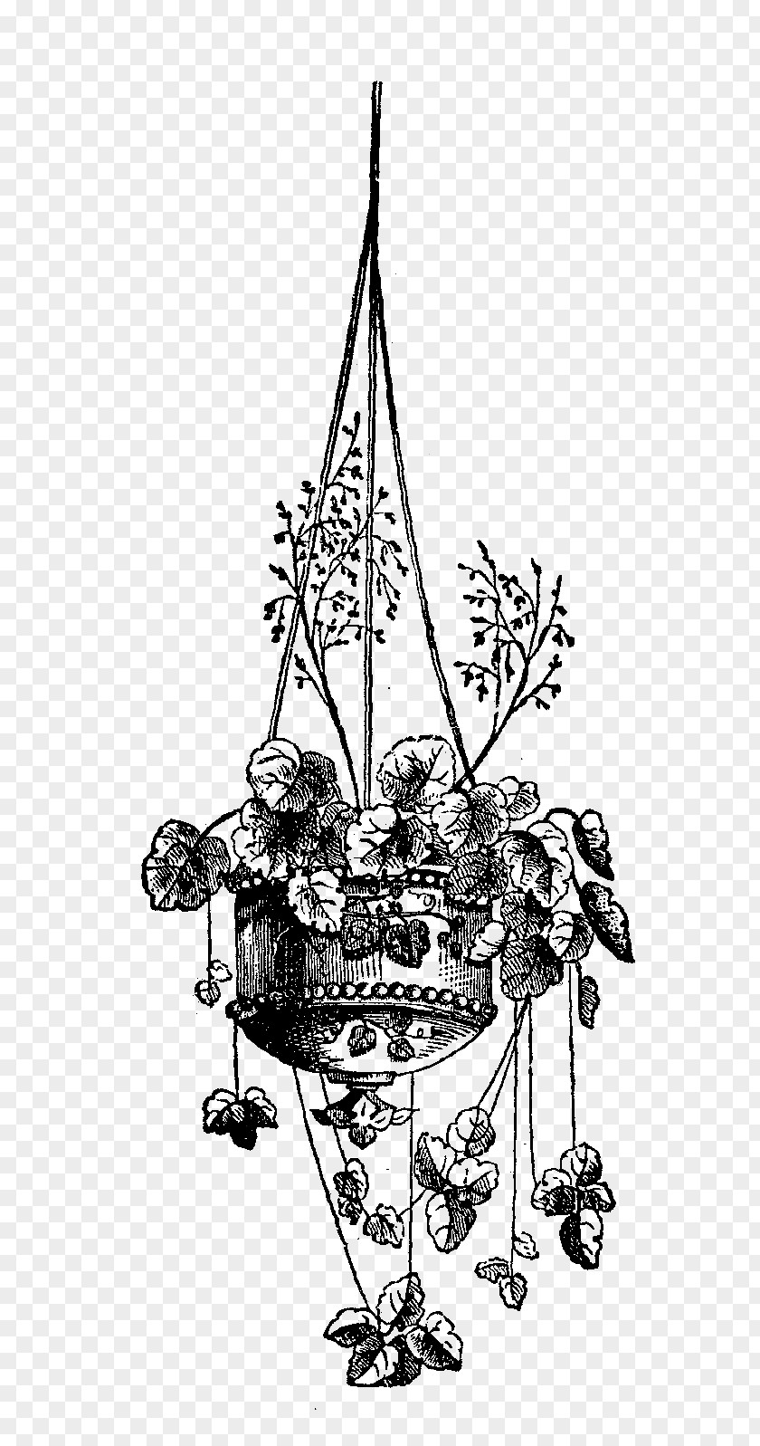 Flower Illustration Hanging Basket Plant Drawing Clip Art PNG