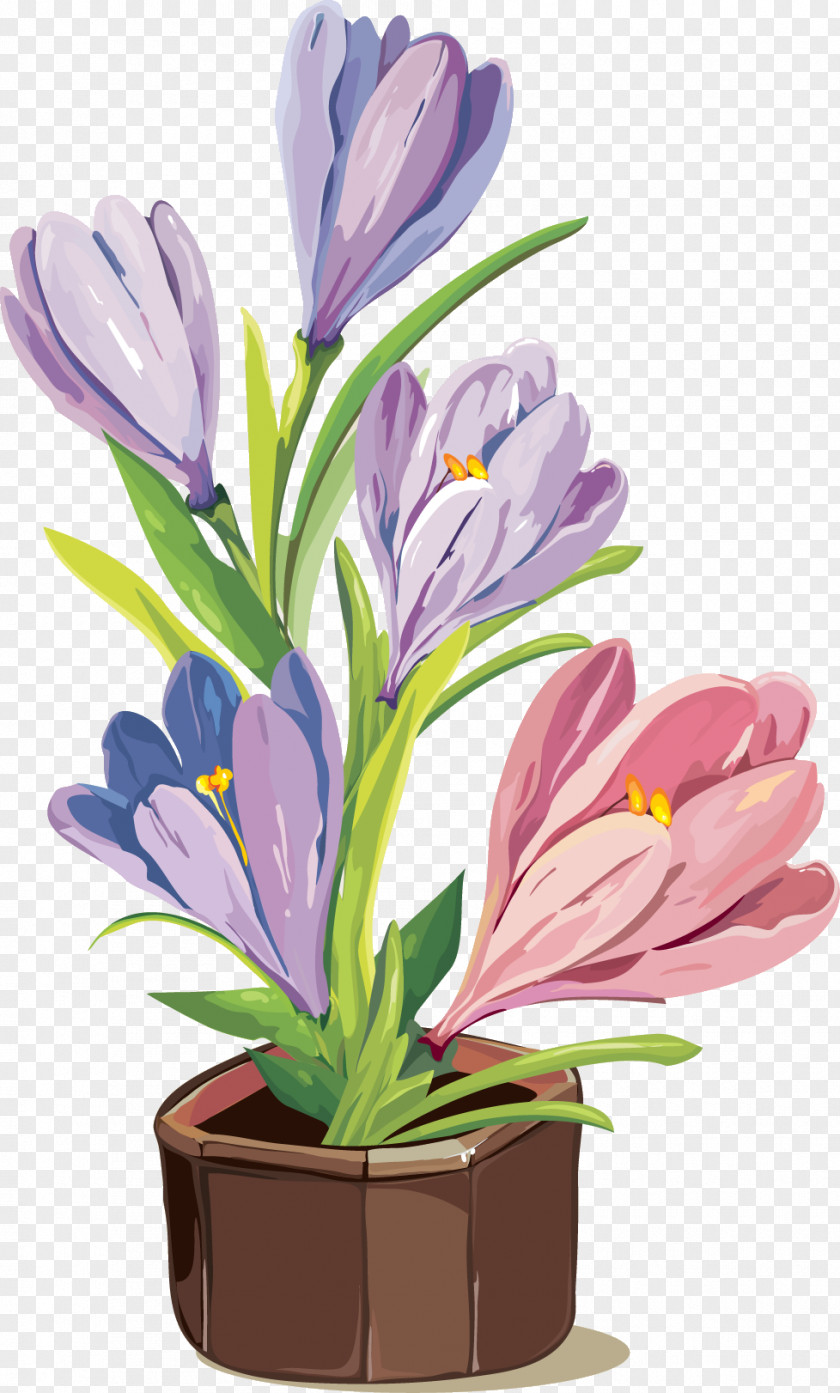 Flower Plant Crocus Petal Spring PNG