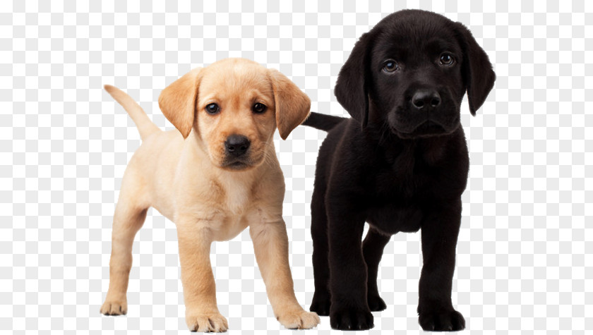 Puppy Labrador Retriever Golden Dalmatian Dog Beagle PNG