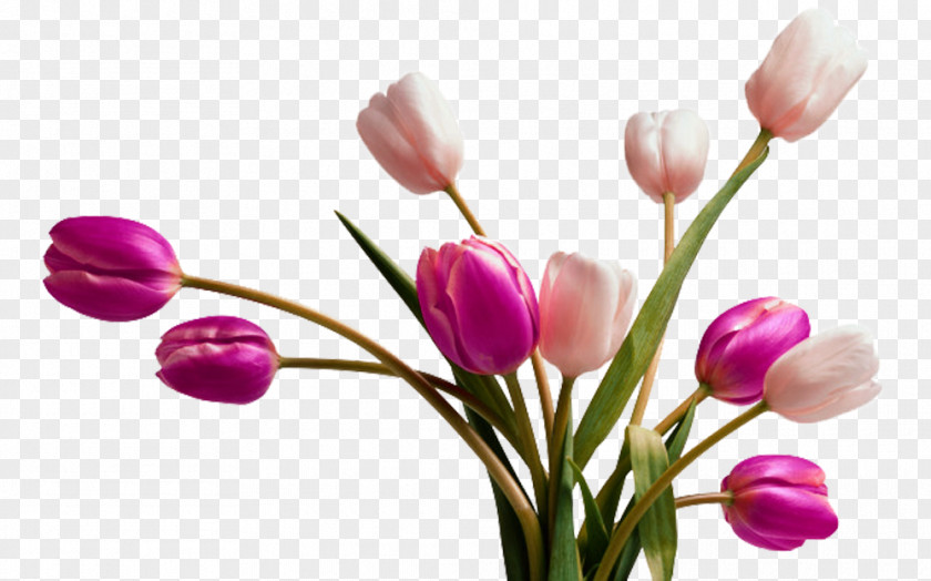 Two Colors Tulip Picture Material Vase Flower Clip Art PNG