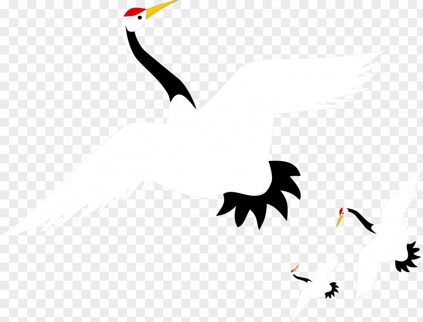 Vector Crane Red-crowned Euclidean PNG