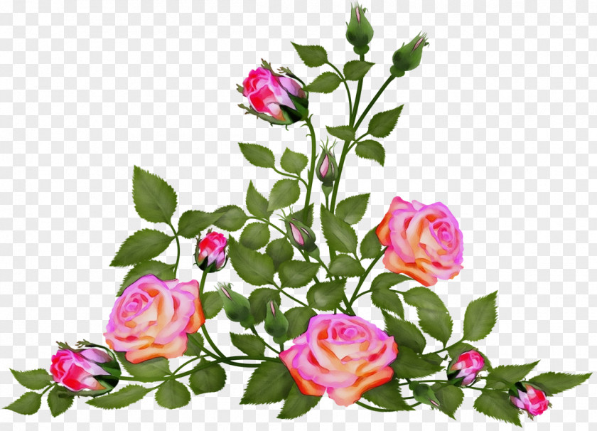 Cabbage Rose Clip Art Flower Garden Roses PNG
