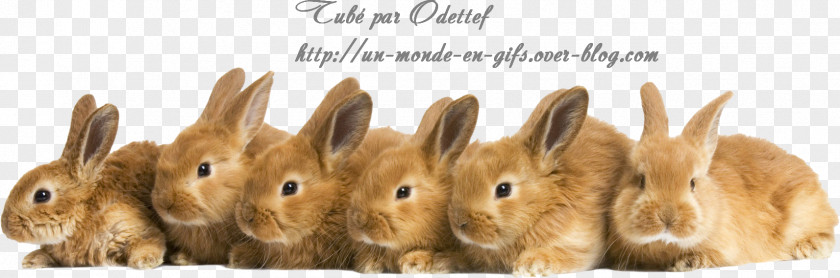Guinea Pig Flemish Giant Rabbit Desktop Wallpaper Continental Animal PNG