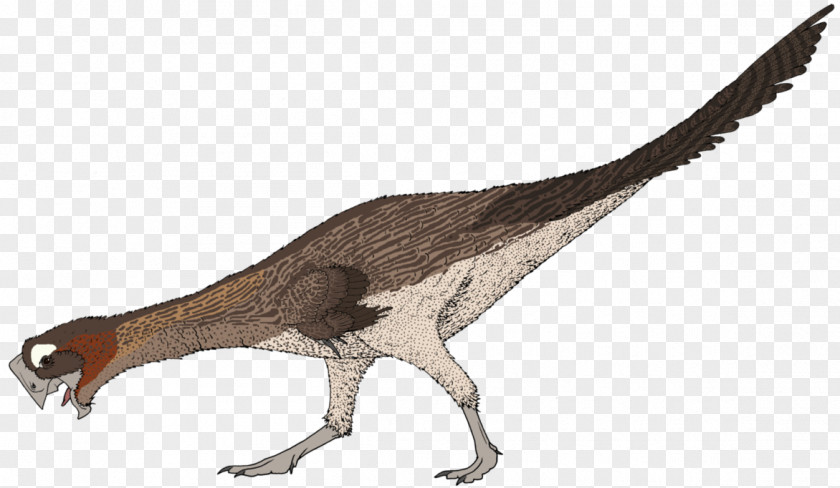 That Looks Like Ostrich Chick Oviraptor Velociraptor Tyrannosaurus Dinosaur Citipati PNG