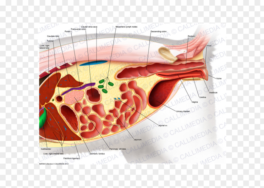 Abdomen Human Anatomy Organ Pelvis Body PNG anatomy body, abdomen clipart PNG
