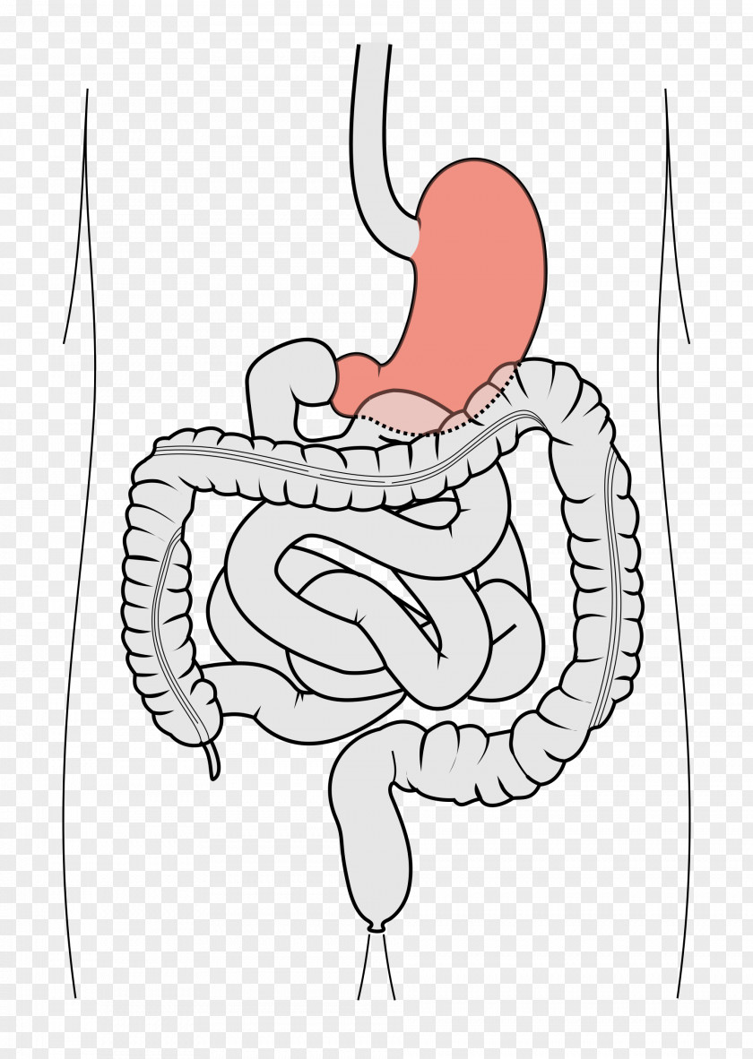 Duodenum Finger Appendix Gastrointestinal Tract Small Intestine PNG