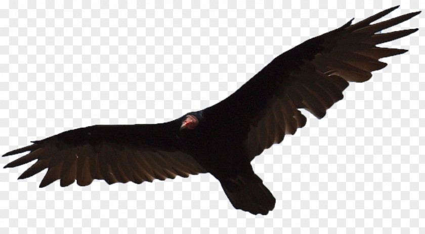 Eagle Turkey Vulture Bird Egyptian PNG
