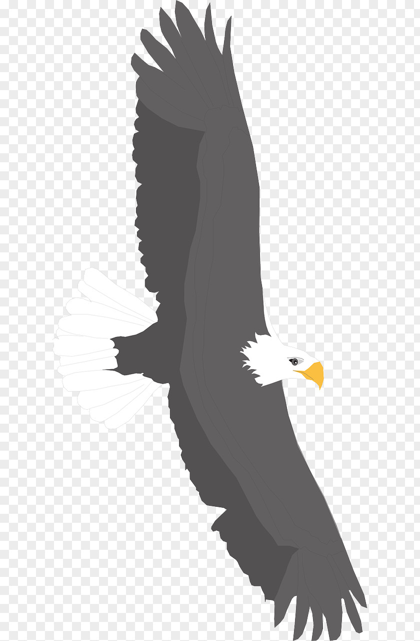 Flying Eagles Bald Eagle Bird Clip Art PNG